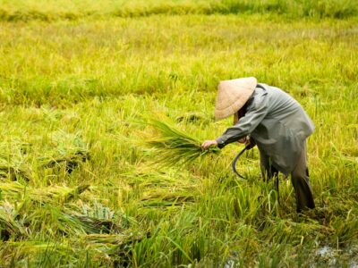 Vietnamese farmer in Mekong Delta